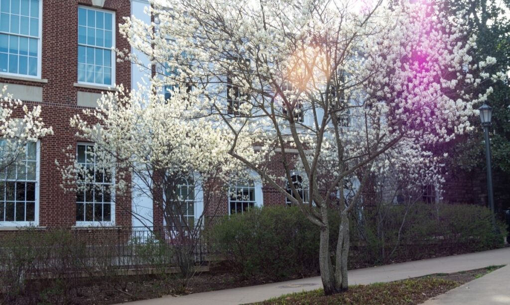 flowering tree beside Robertson Hall