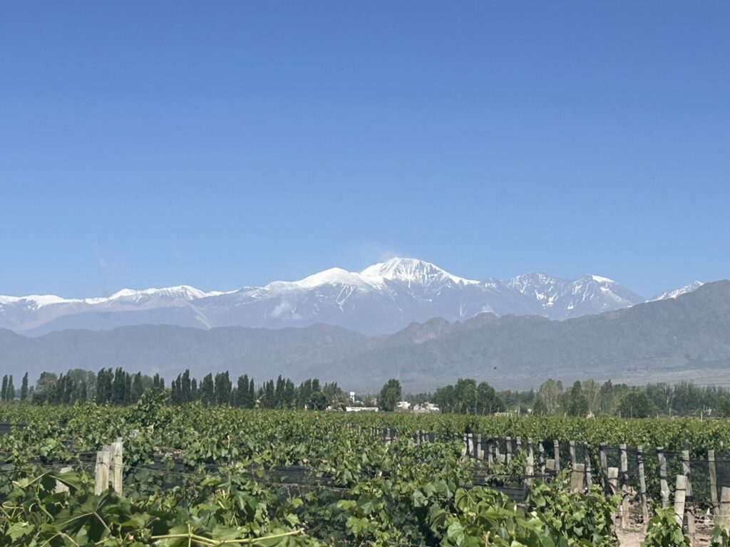 vineyard in the foreground, Andes mountains in the background